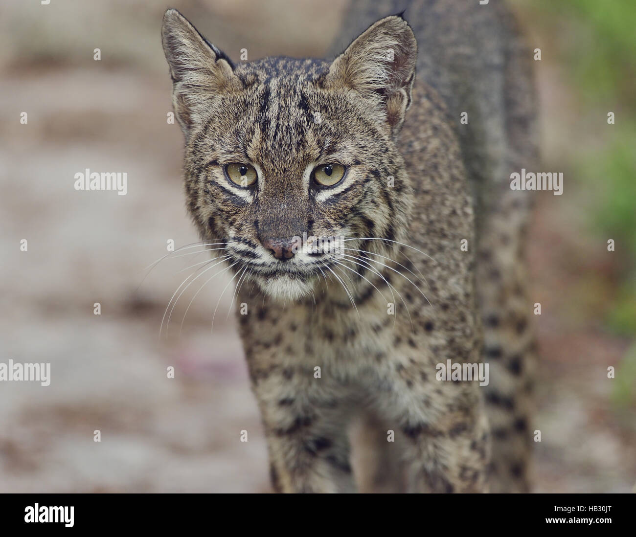 Florida wild cat hi-res stock photography and images - Alamy