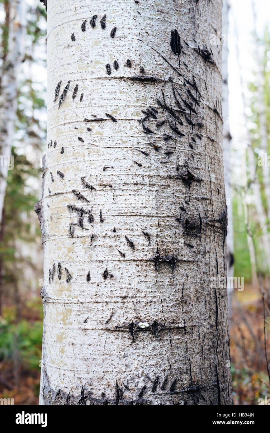 A birch tree scarred by the claws of a bear, near Clearwater, British Columbia, Canada Stock Photo