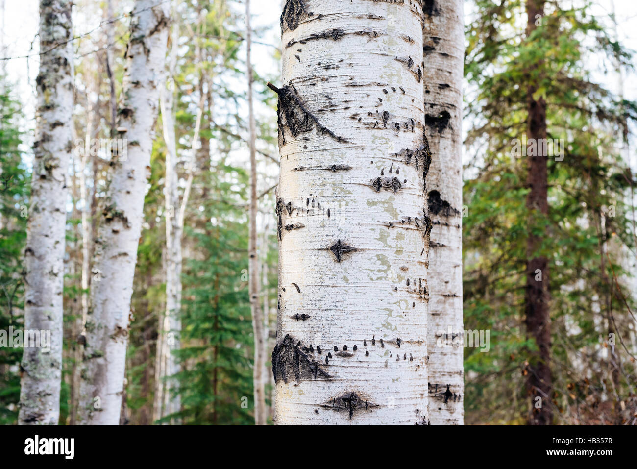 A birch tree scarred by the claws of a bear, near Clearwater, British Columbia, Canada Stock Photo