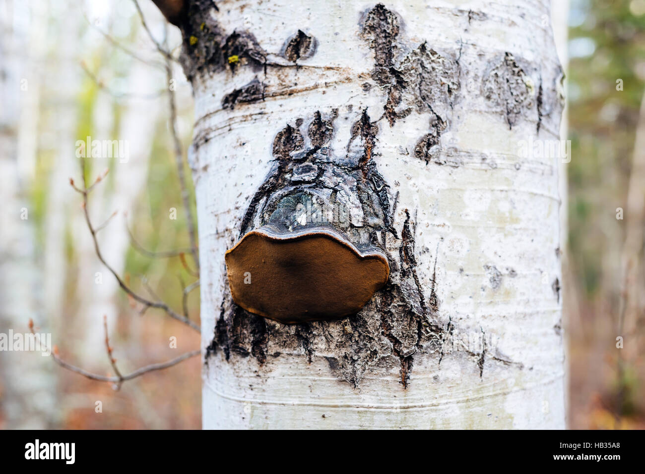 A polypore mushroom growing on a birch tree near Clearwater, British Columbia, Canada Stock Photo