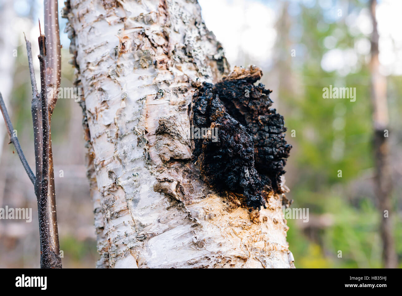 Chaga mushroom (Inonotus obliquus) growing on a paper birch tree in British Columbia, Canada Stock Photo