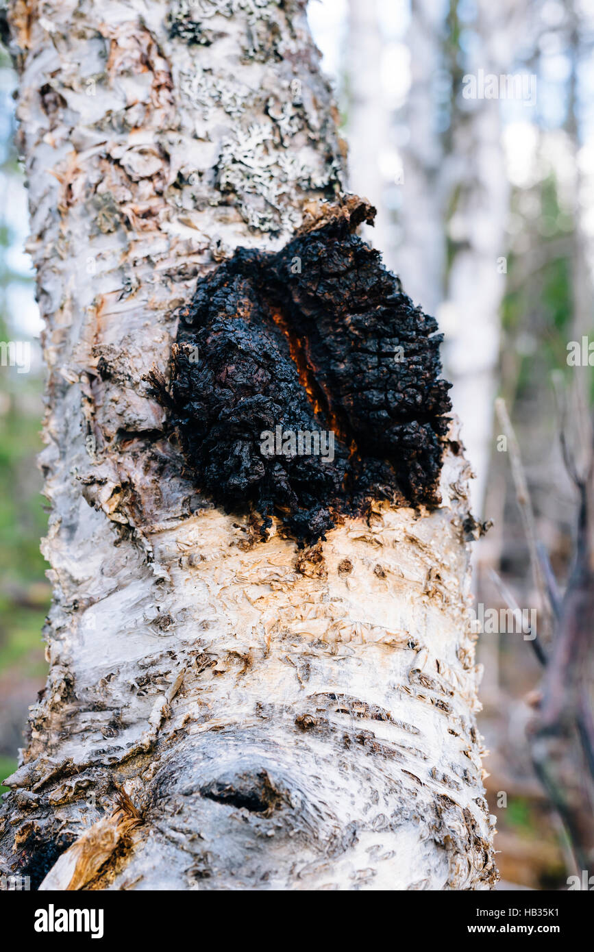 Chaga mushroom (Inonotus obliquus) growing on a paper birch tree in