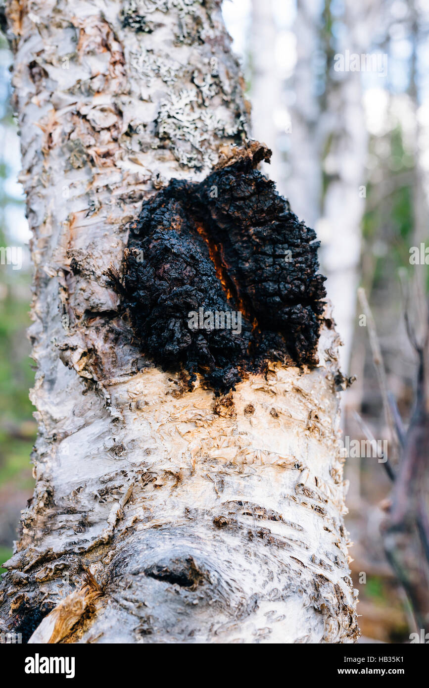 Chaga mushroom (Inonotus obliquus) growing on a paper birch tree in British Columbia, Canada Stock Photo