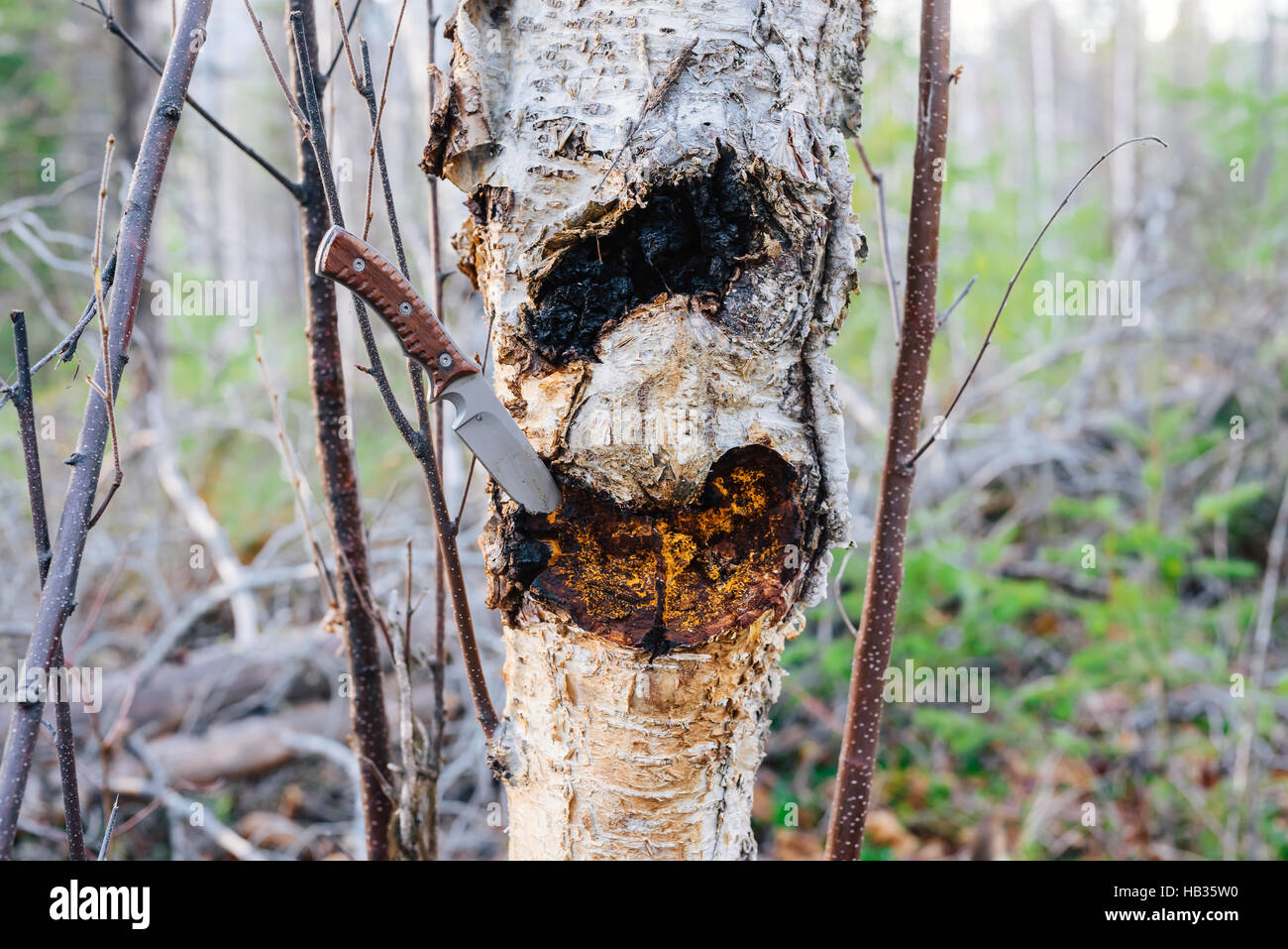 Harvesting a chaga mushroom (Inonotus obliquus) from a paper birch tree in British Columbia, Canada Stock Photo