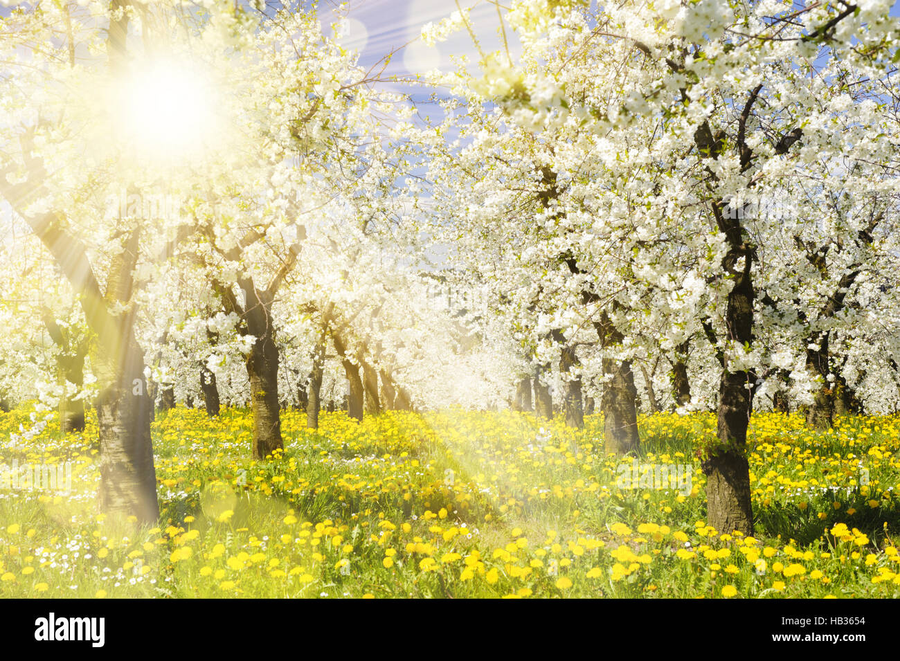 blooming apple tree in meadow at spring Stock Photo - Alamy