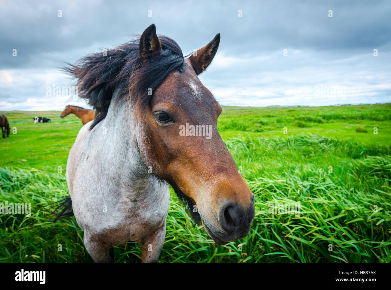 Painted horse comes up close to camera.  Lush green field of grass, overcast day. Stock Photo