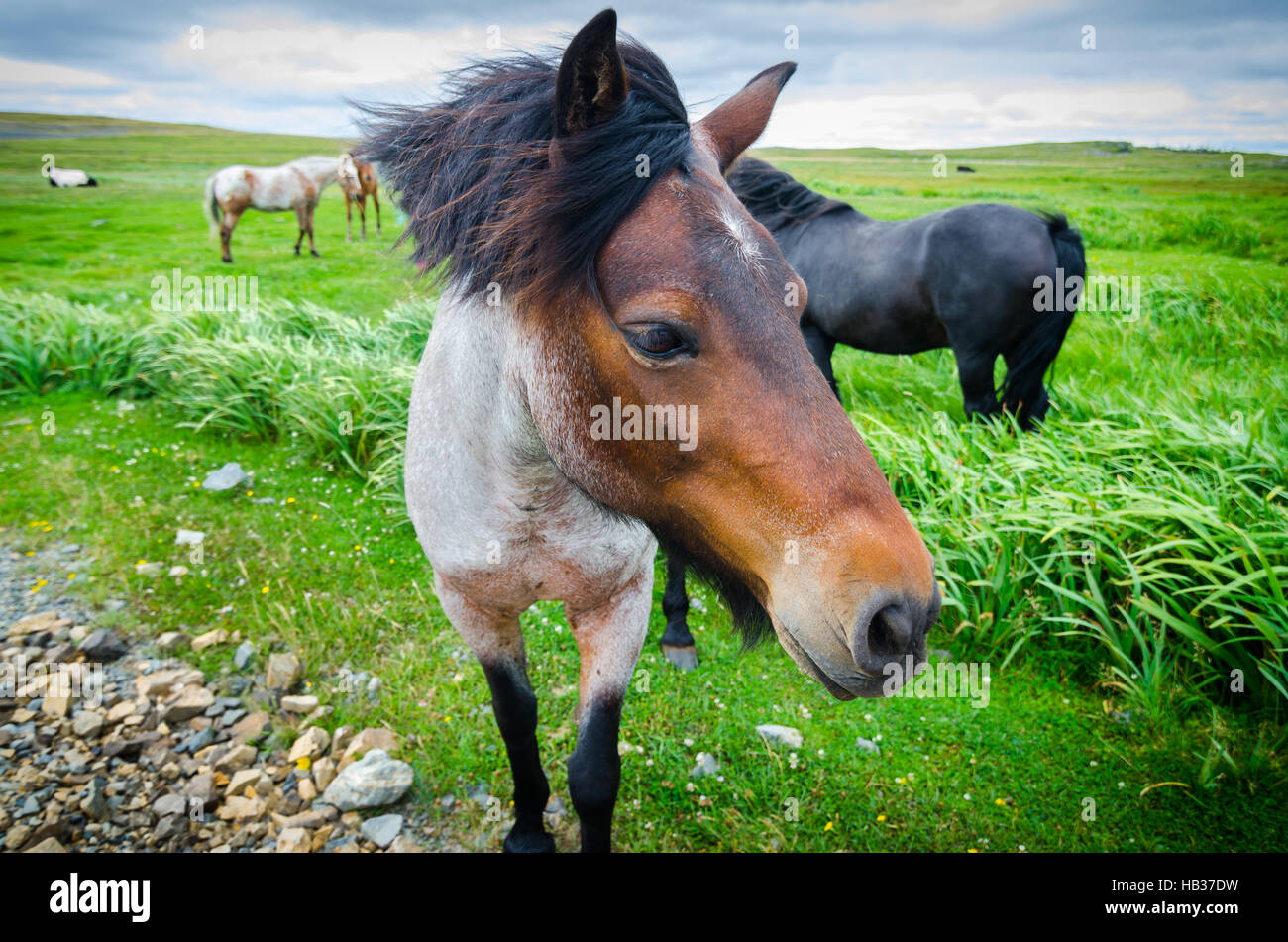 Painted horse comes up close to camera.  Lush green field of grass, overcast day. Stock Photo