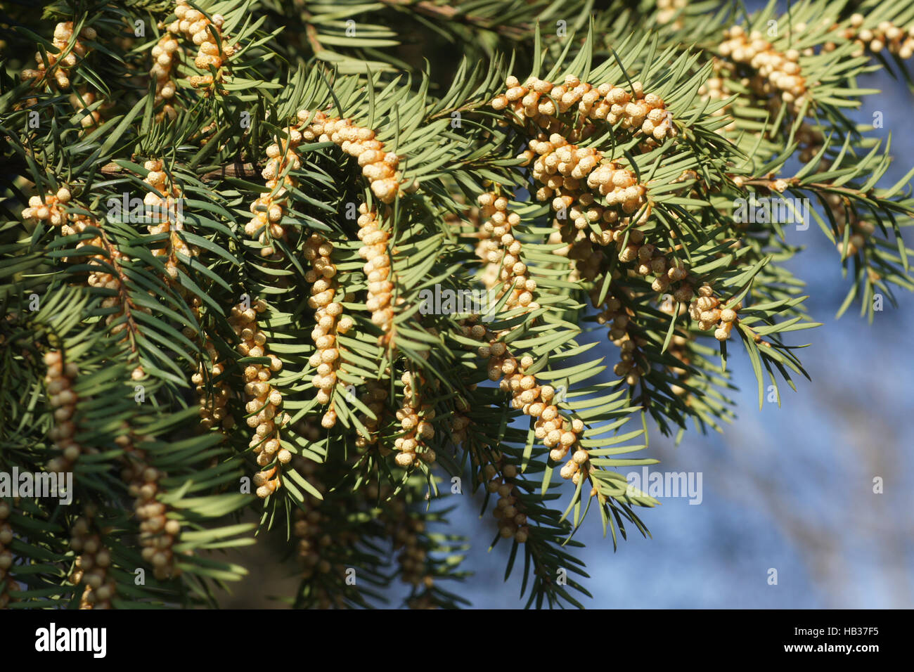 Taxus baccata, Yew, male flowers Stock Photo