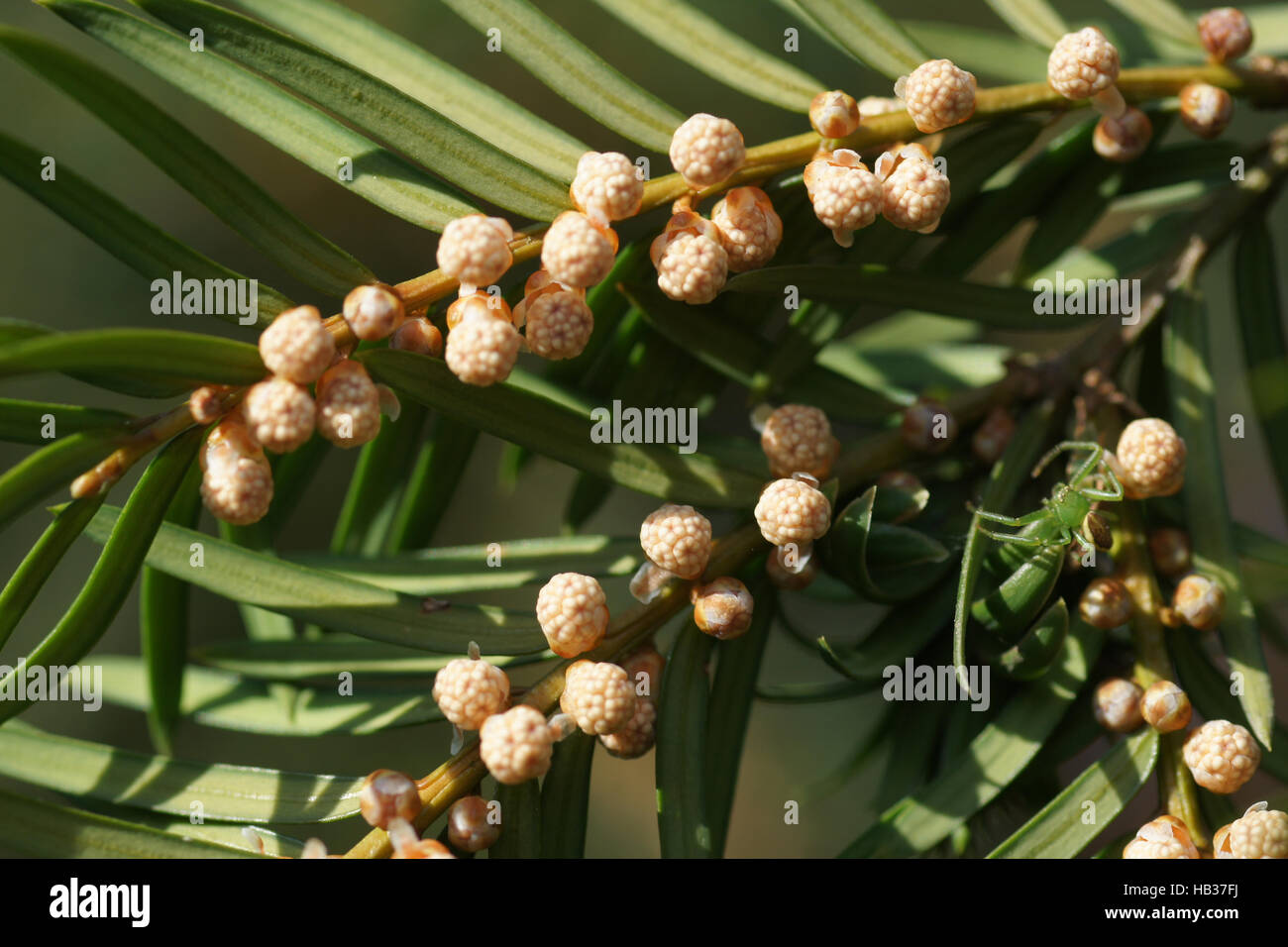 Taxus baccata, Yew, male flowers Stock Photo