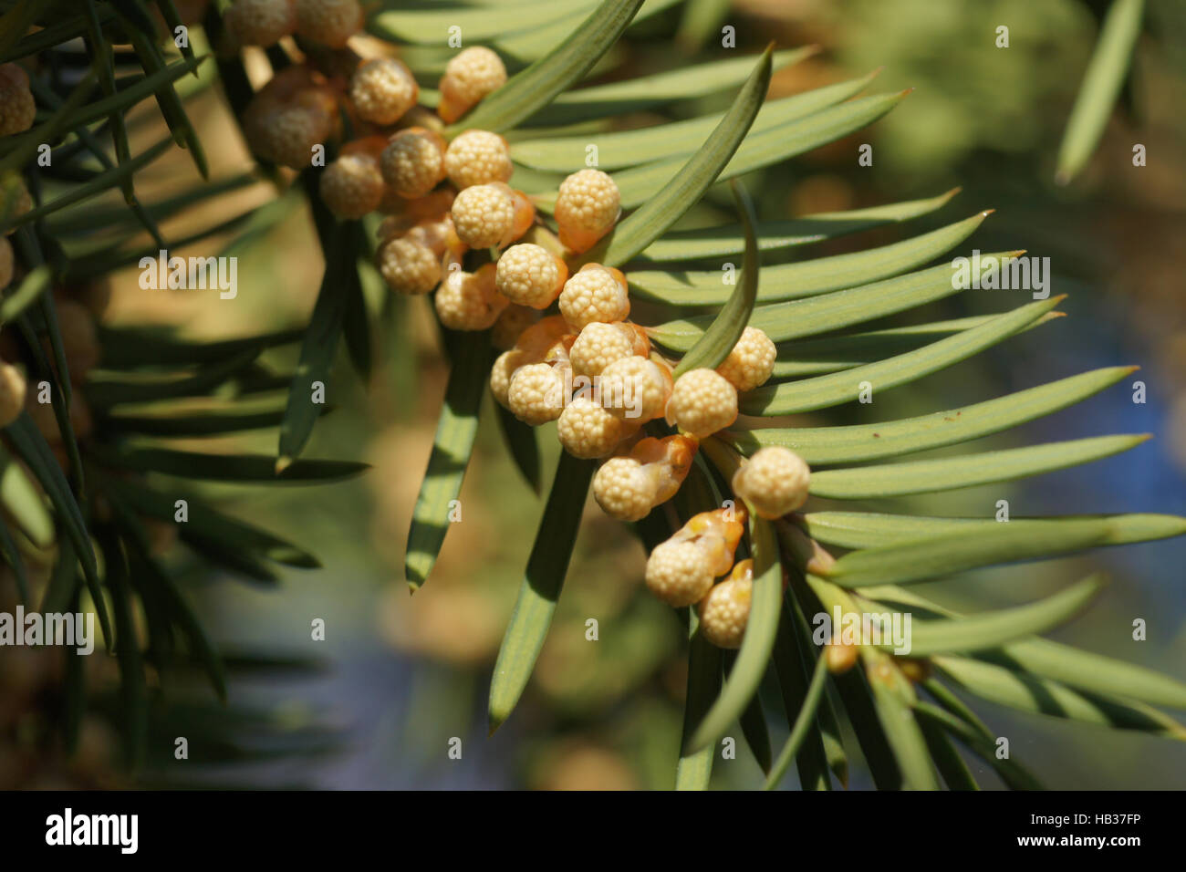 Taxus baccata, Yew, male flowers Stock Photo
