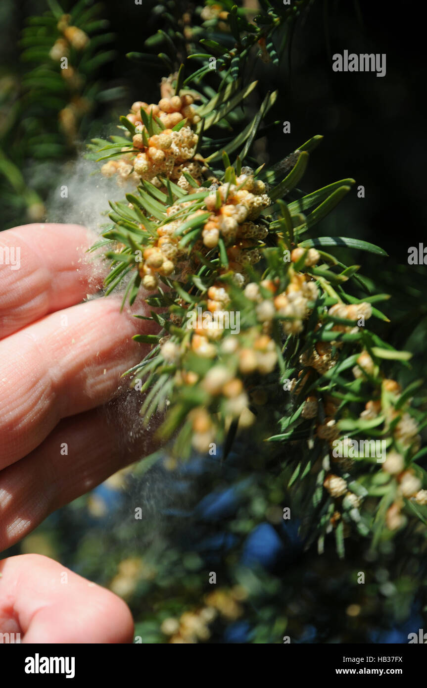 Taxus baccata, Yew, dusty pollen Stock Photo