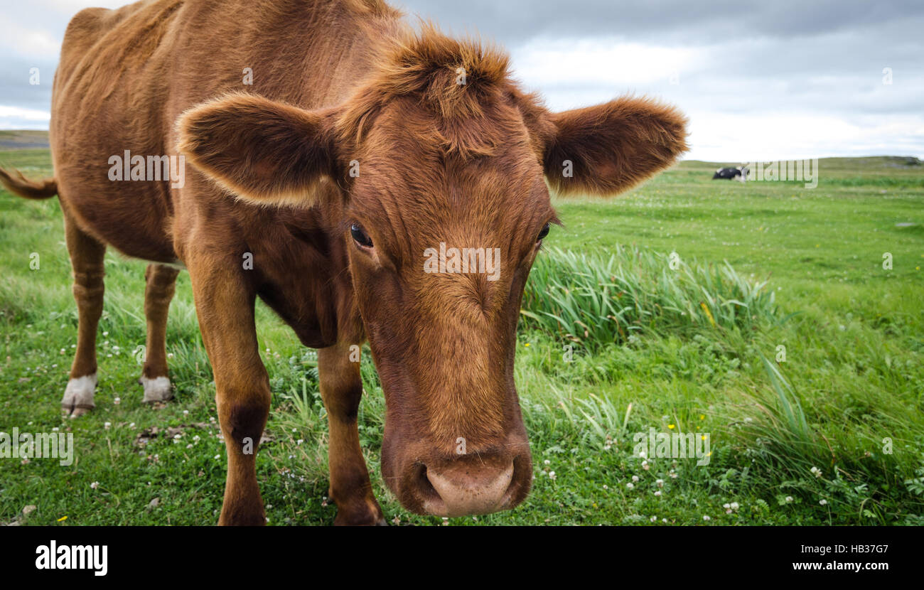 Close Up Of Jersey Cow In Grass With Head Lowered Looking At Camera