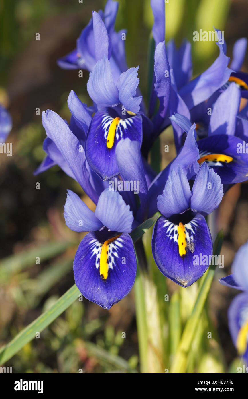 Iris reticulata, Dwarf iris Stock Photo