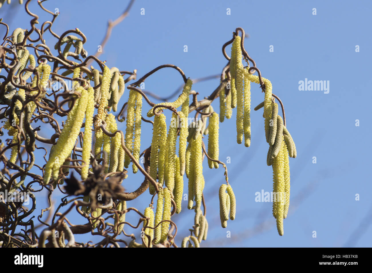 Corylus avellana Contorta, Corkscrew hazel Stock Photo Alamy