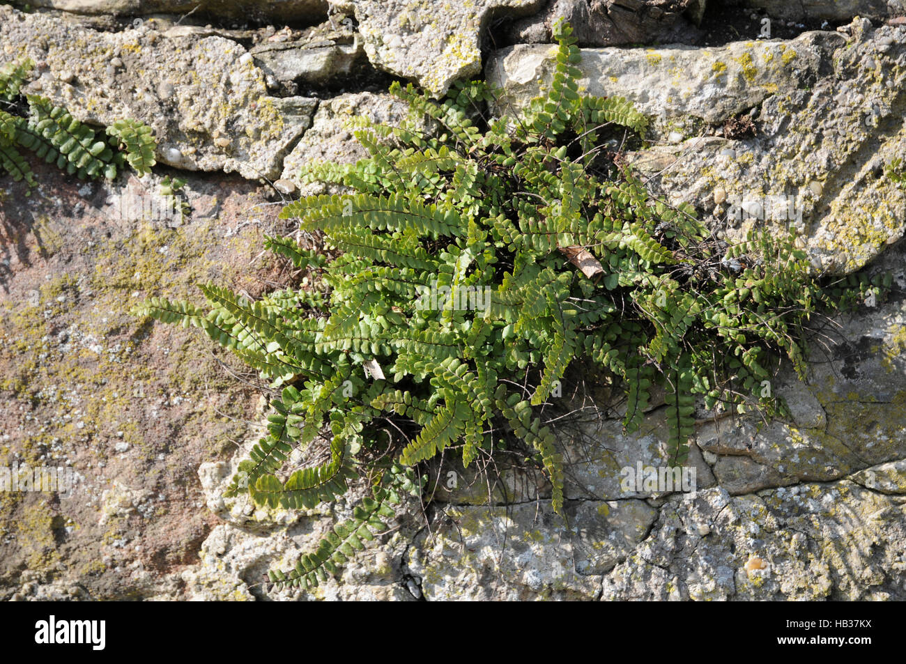 Asplenium trichomanes, Maidenhair spleenwort Stock Photo