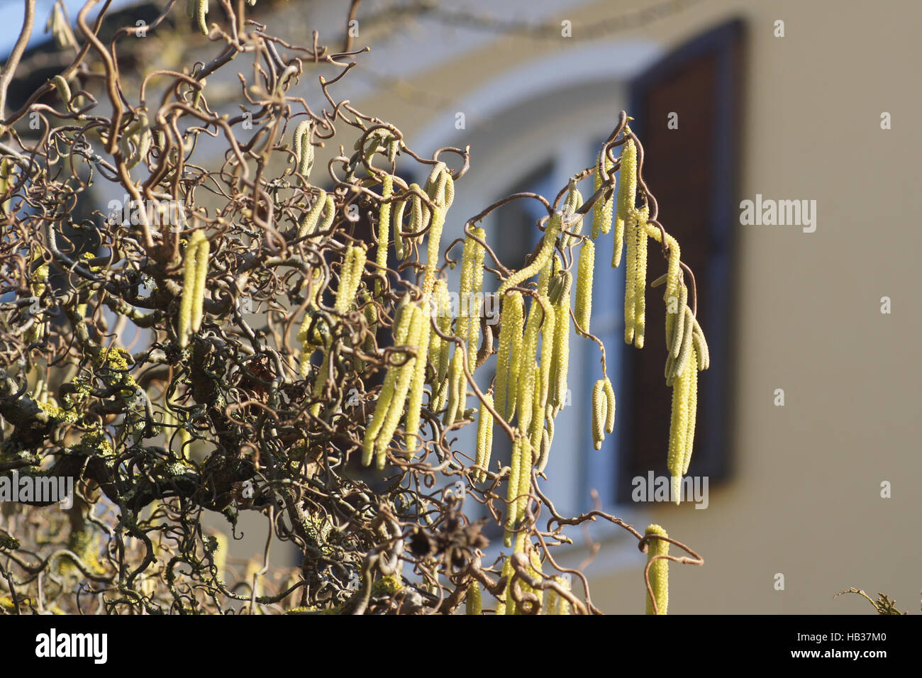 Corkscrew hazel shrub hires stock photography and images Alamy