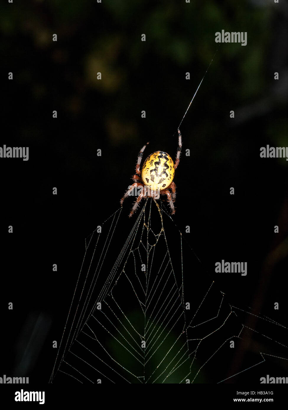Yellow Garden Spider at Night in Web Stock Photo - Alamy