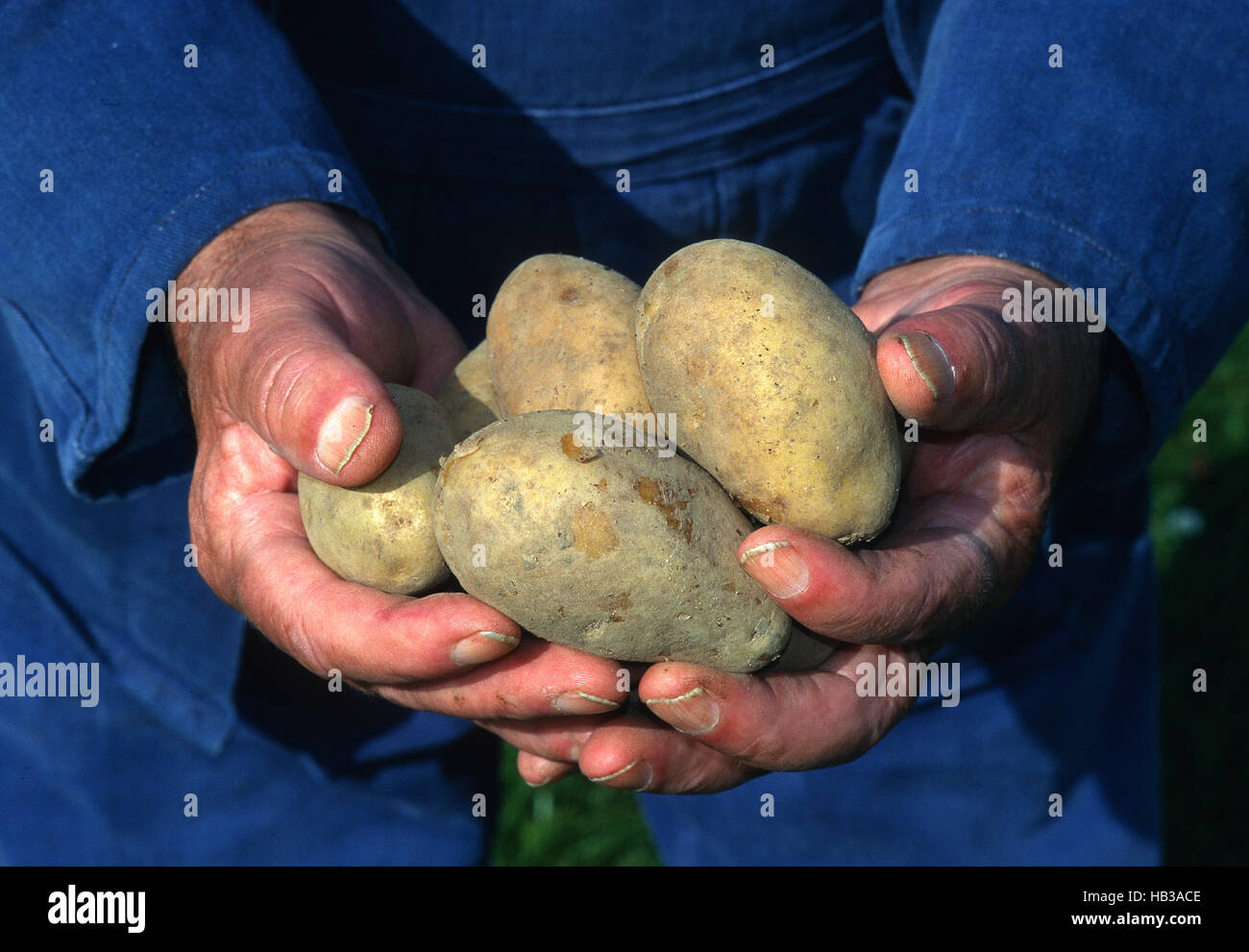 potato, Solanum tuberosum, potato farmer, Stock Photo