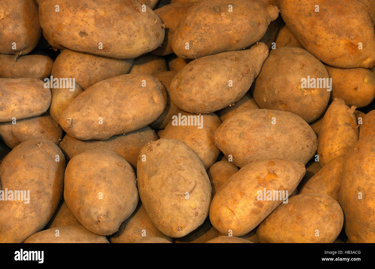potato, Solanum tuberosum, Stock Photo