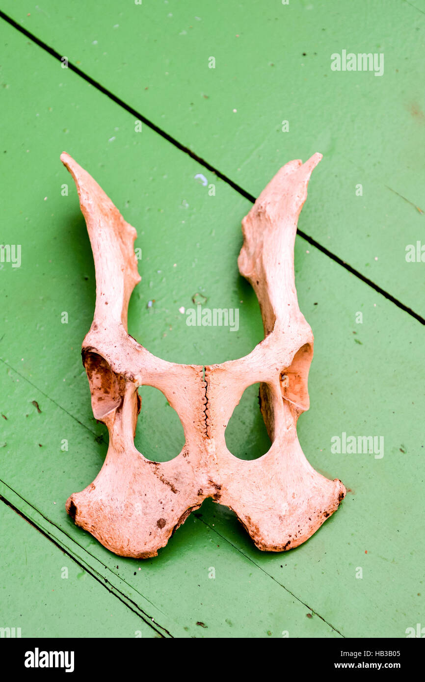 Dry Goat Skull Bone Stock Photo