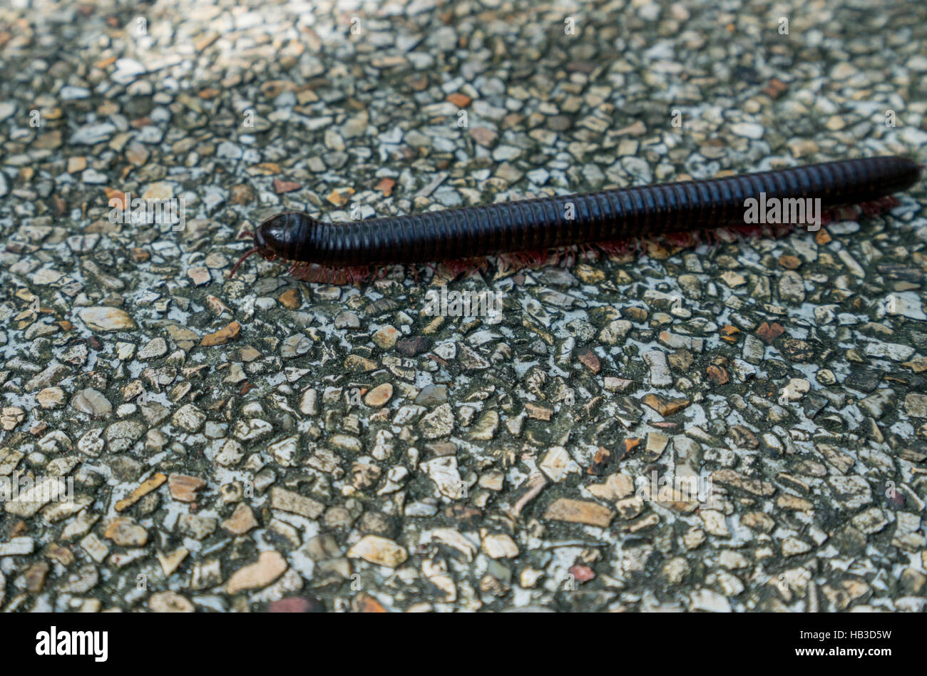 Image of centipede crawling on lane. Thailand Stock Photo