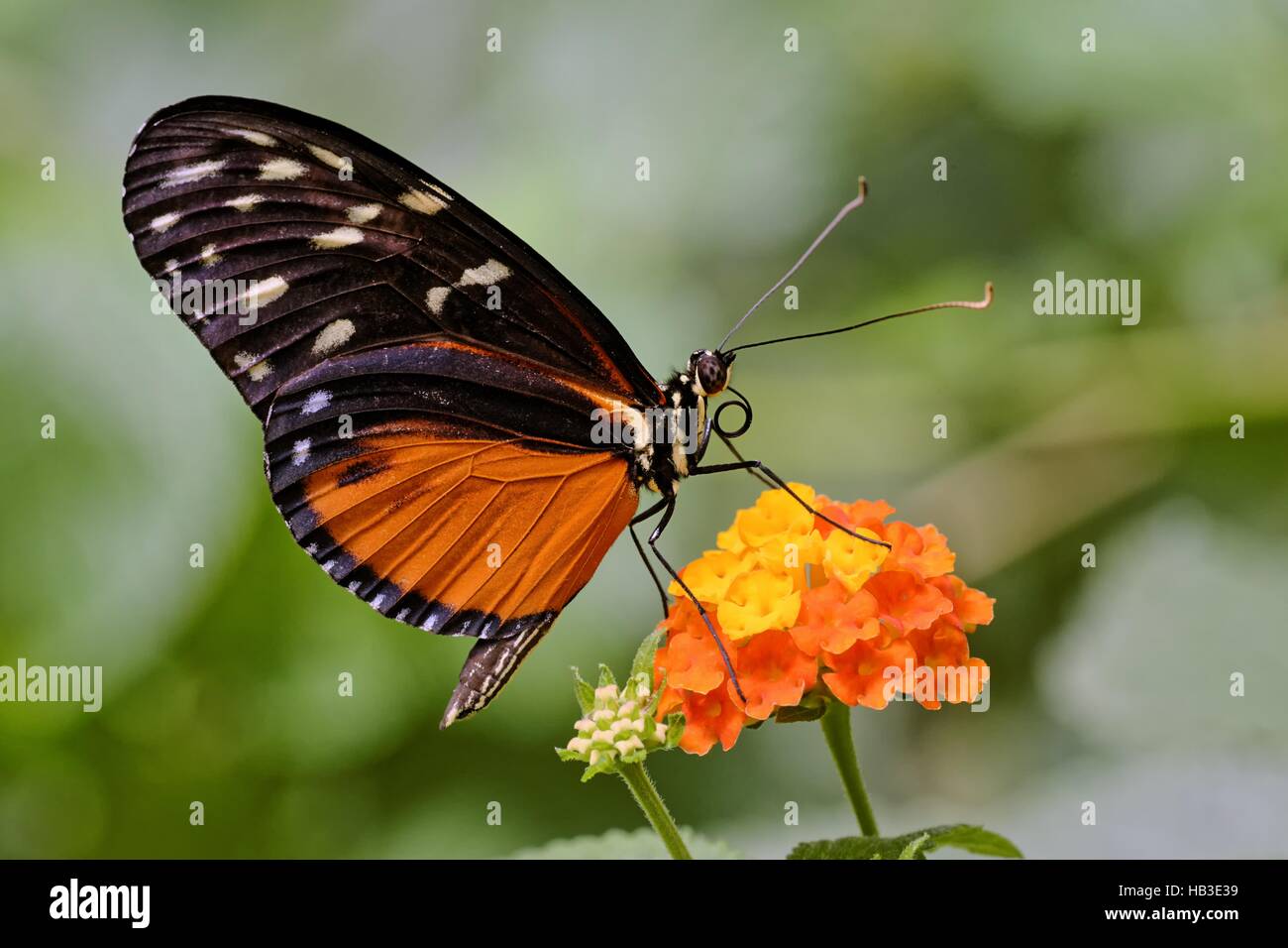 Tiger Longwing Stock Photo