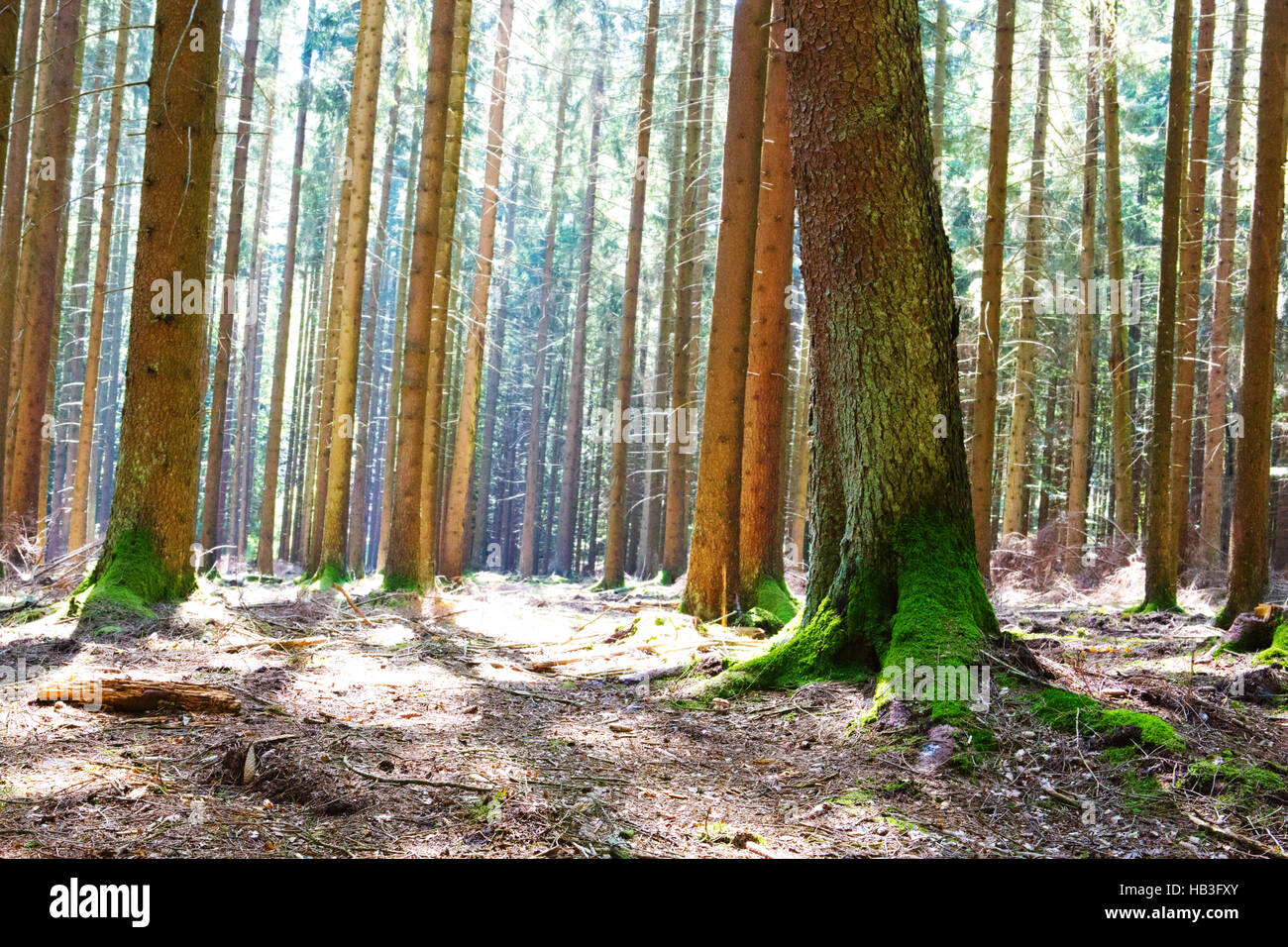 Pathway in green forest hi-res stock photography and images - Alamy