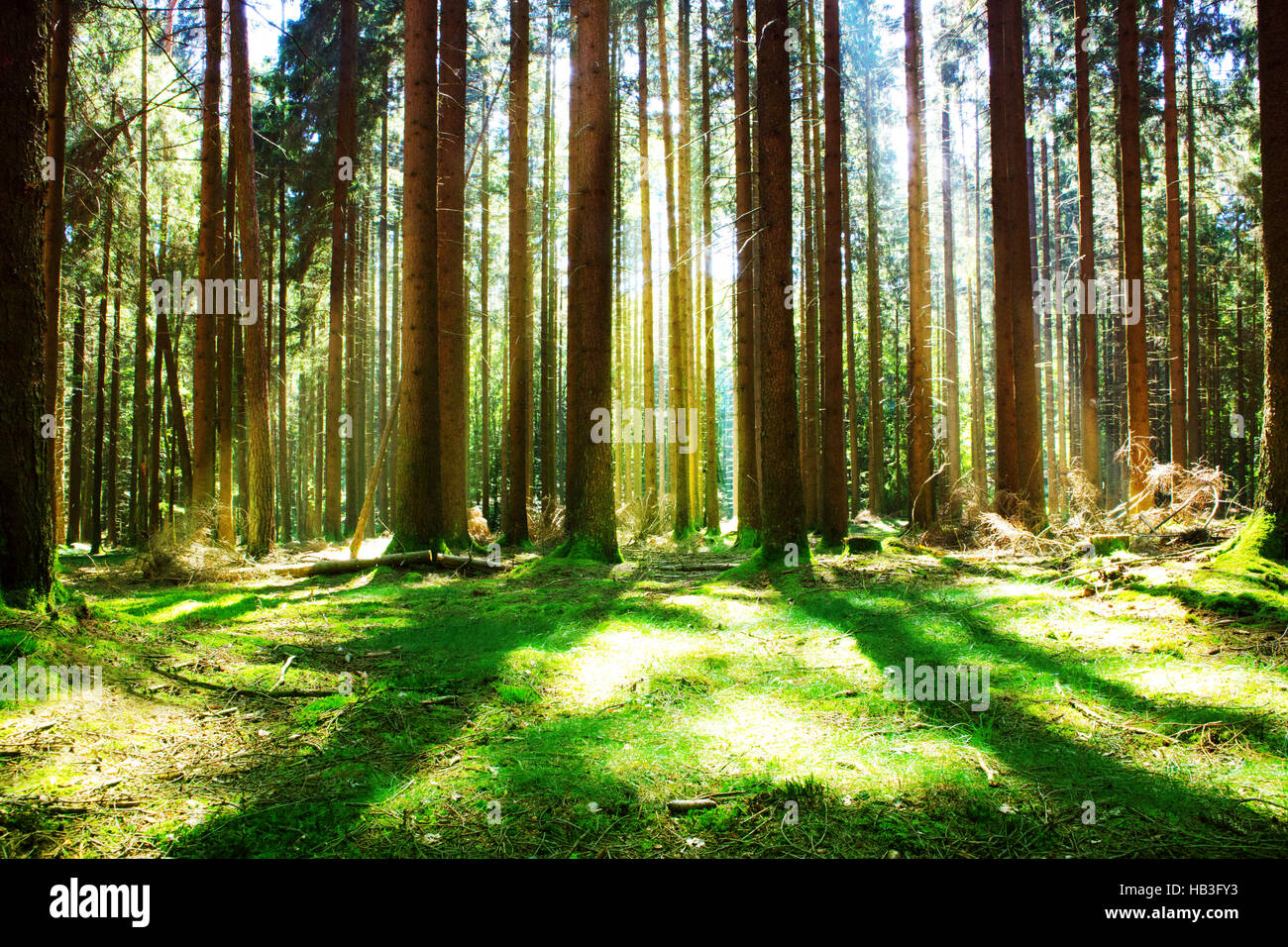Sunlight in the green forest Stock Photo - Alamy