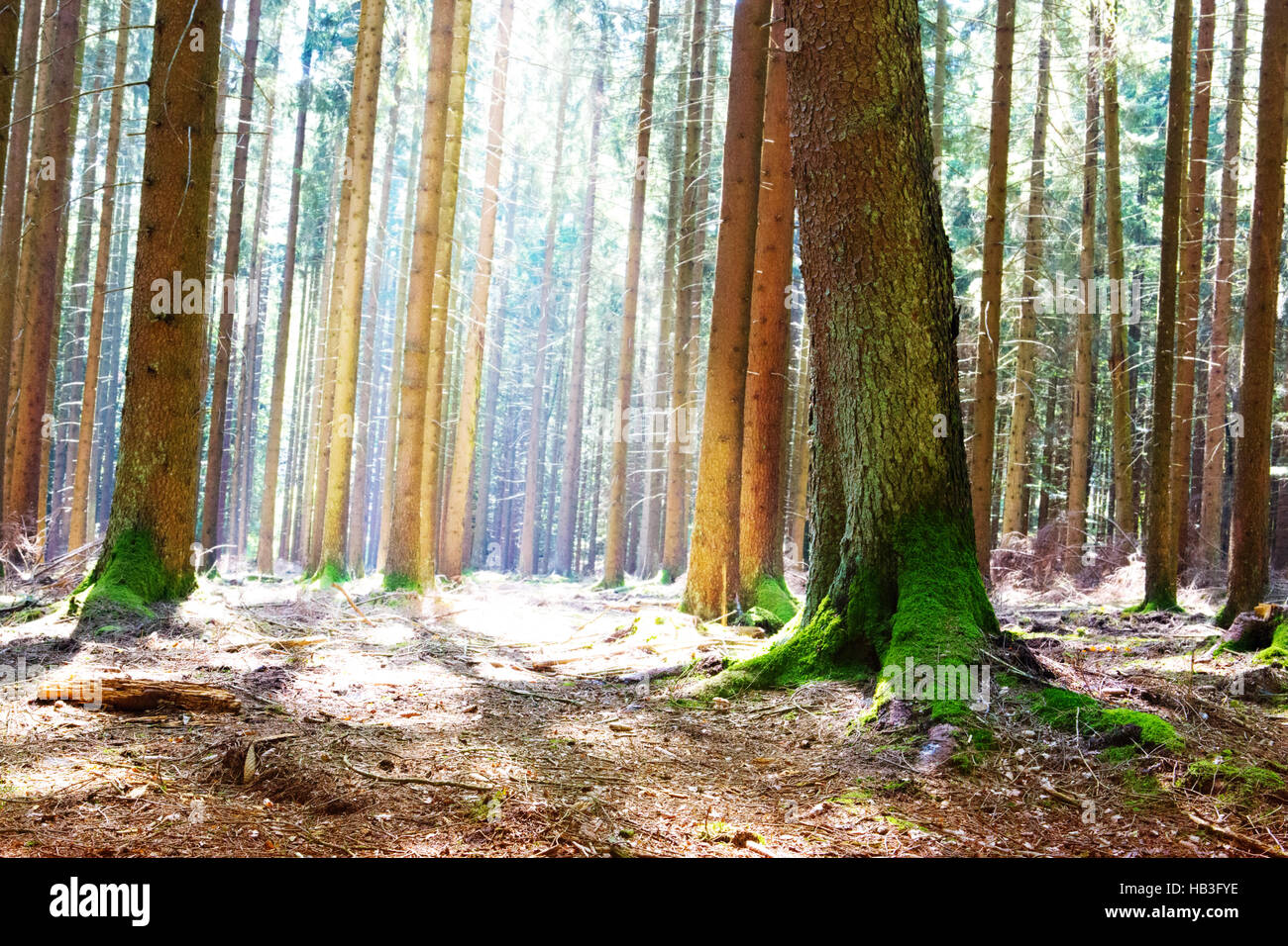 Sunlight in the green forest Stock Photo - Alamy