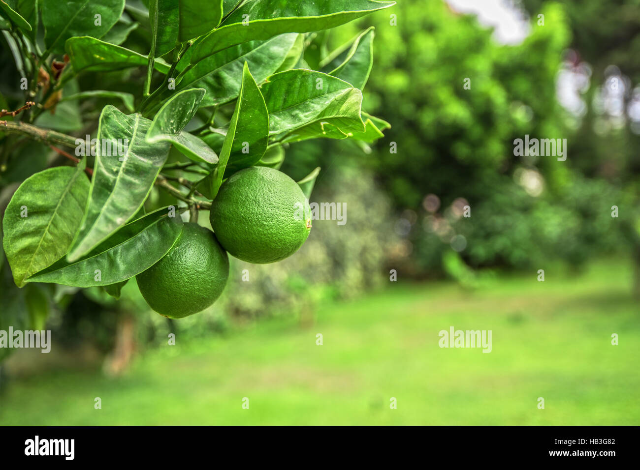 Lime tree fruits Stock Photo Alamy