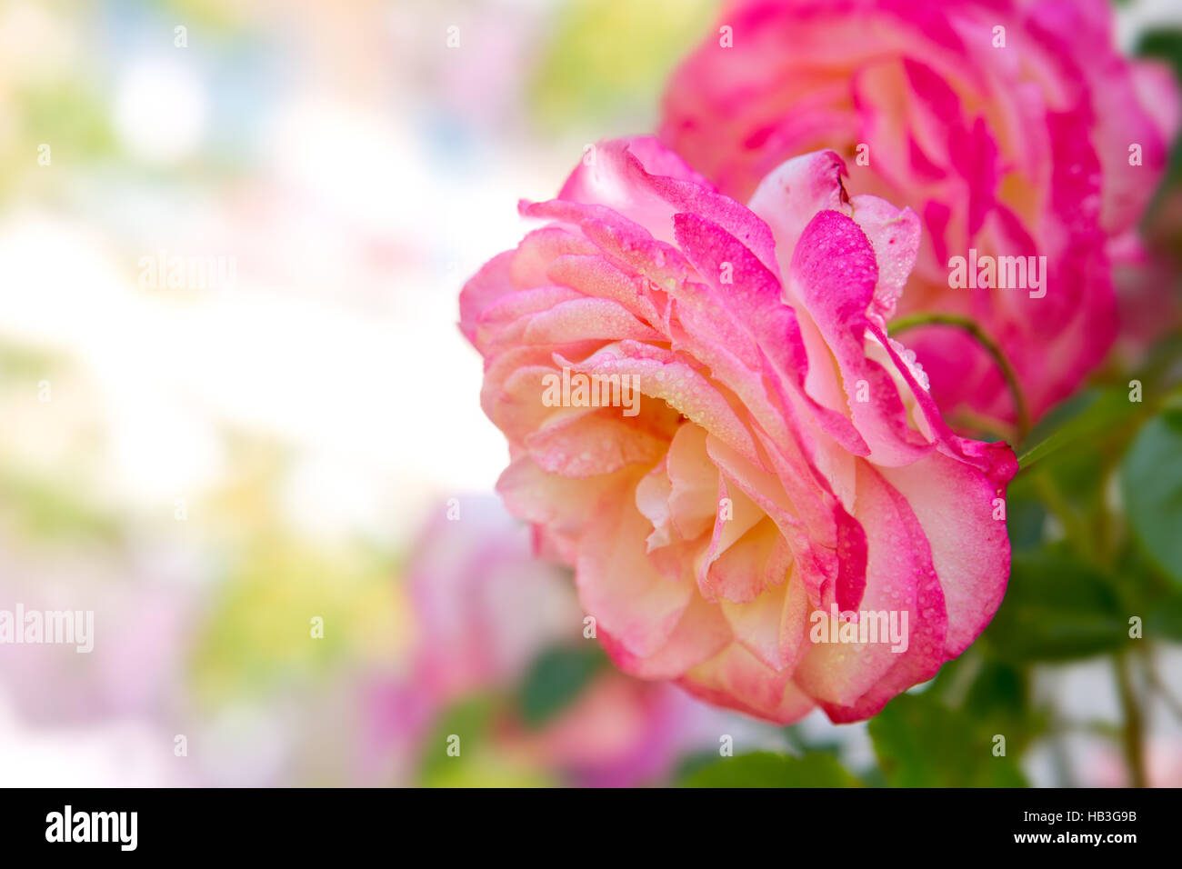 Pink Rose Blooming in Garden Stock Photo - Alamy