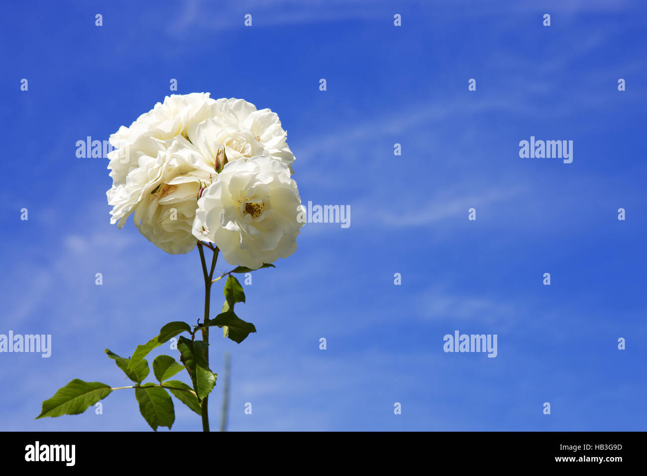 White roses isolated Stock Photo Alamy