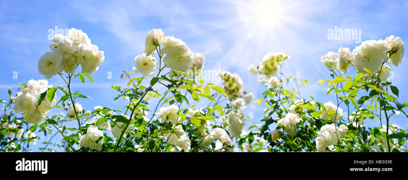 White roses isolated on blue sky. Stock Photo