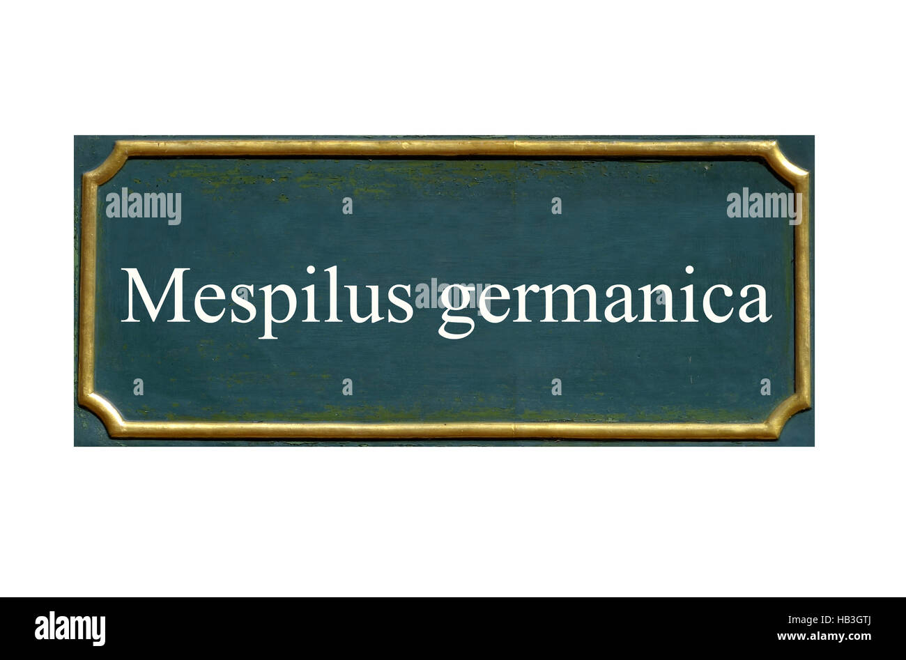 shield mespilus germanica Stock Photo