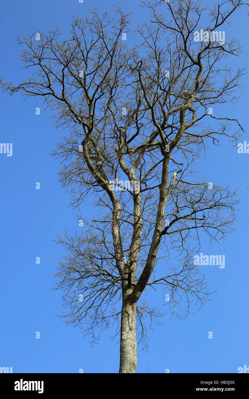 Oak tree, quercus Stock Photo Alamy