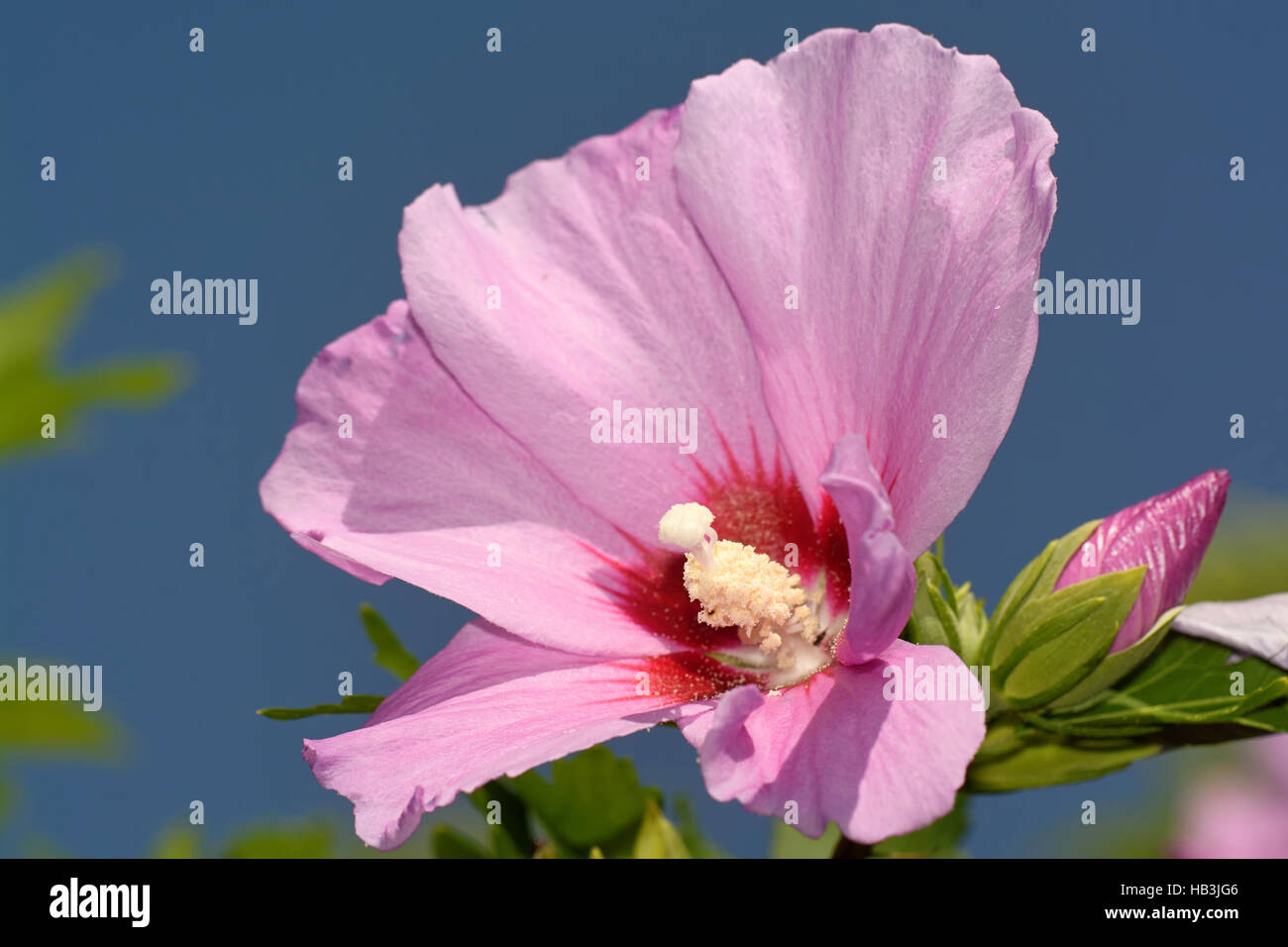 Hibiscus Stock Photo