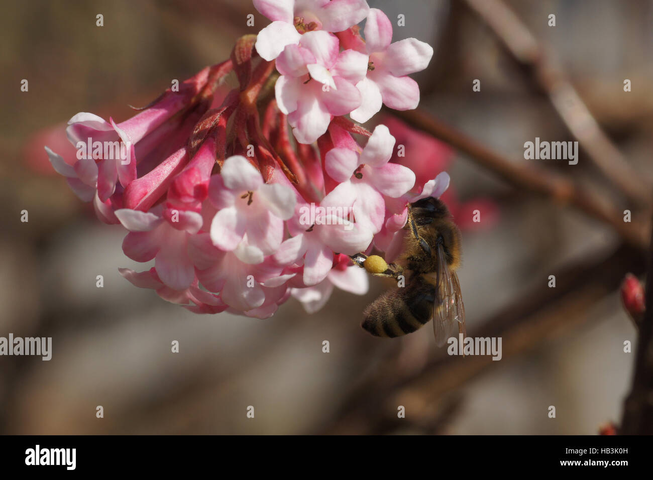 Viburnum farreri, Farrers viburnum, with bee Stock Photo