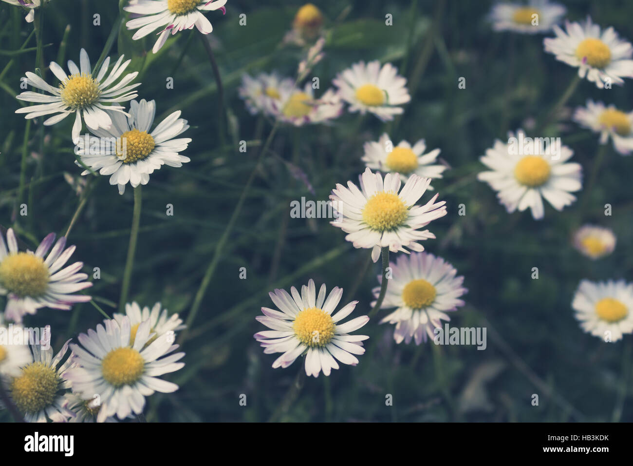 daisy flower meadow closeup - vintage style Stock Photo