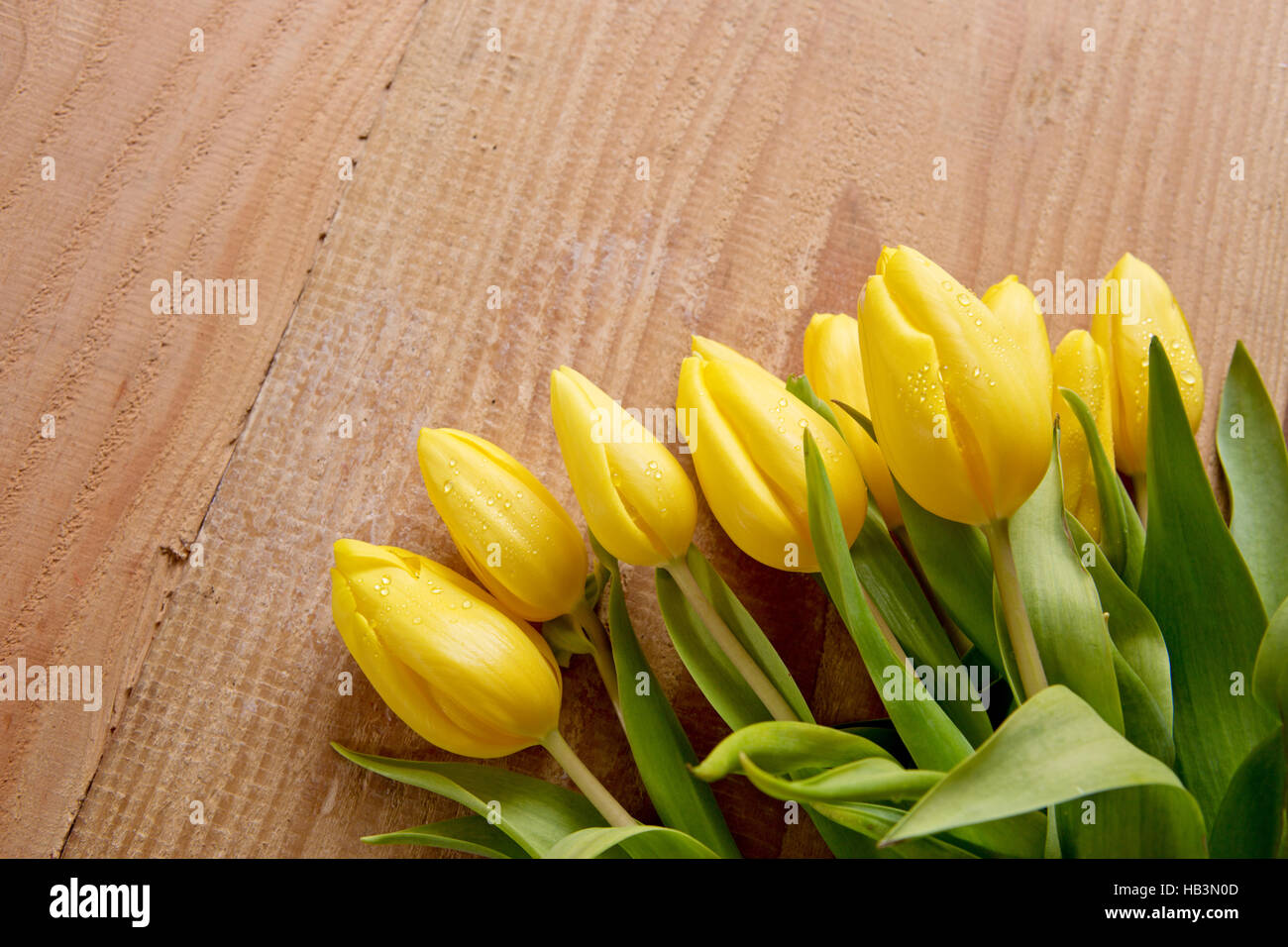 Yellow tulip bouquet  isolated . Stock Photo