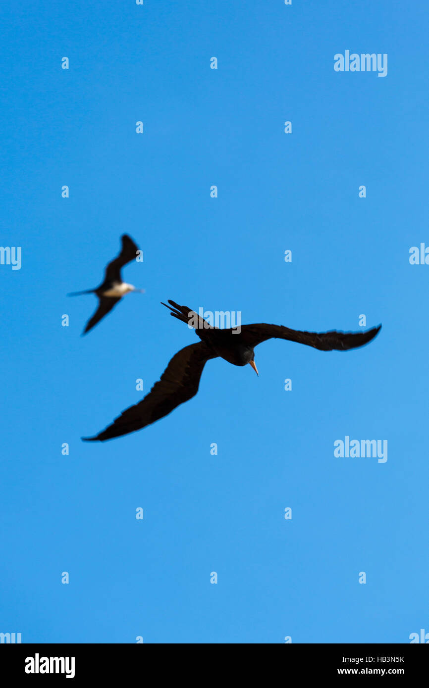 Big bird flying in the blue sky of La Guajira, Colombia Stock Photo