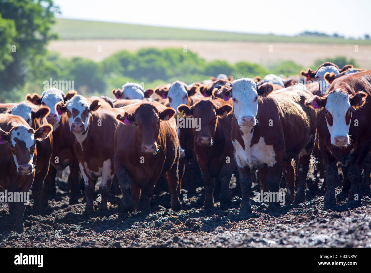 Group Of Cows In Intensive Livestock Farm Land, Uruguay Stock Photo - Alamy