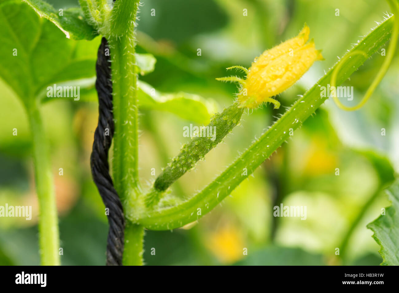 Cucumber Plant growing up Stock Photo