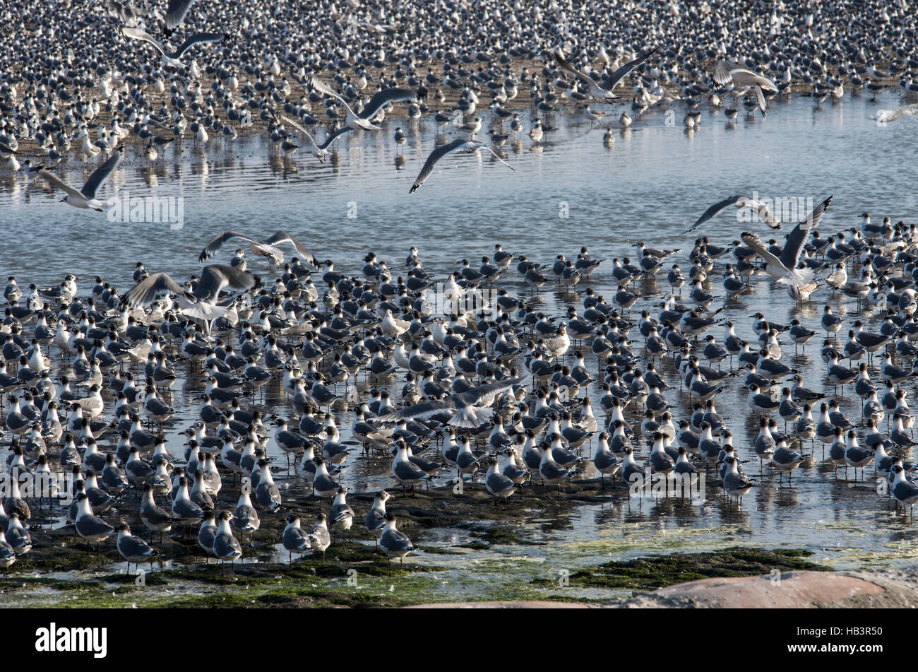 Flock of birds in La Punta, El Callao, Peru. Stock Photo