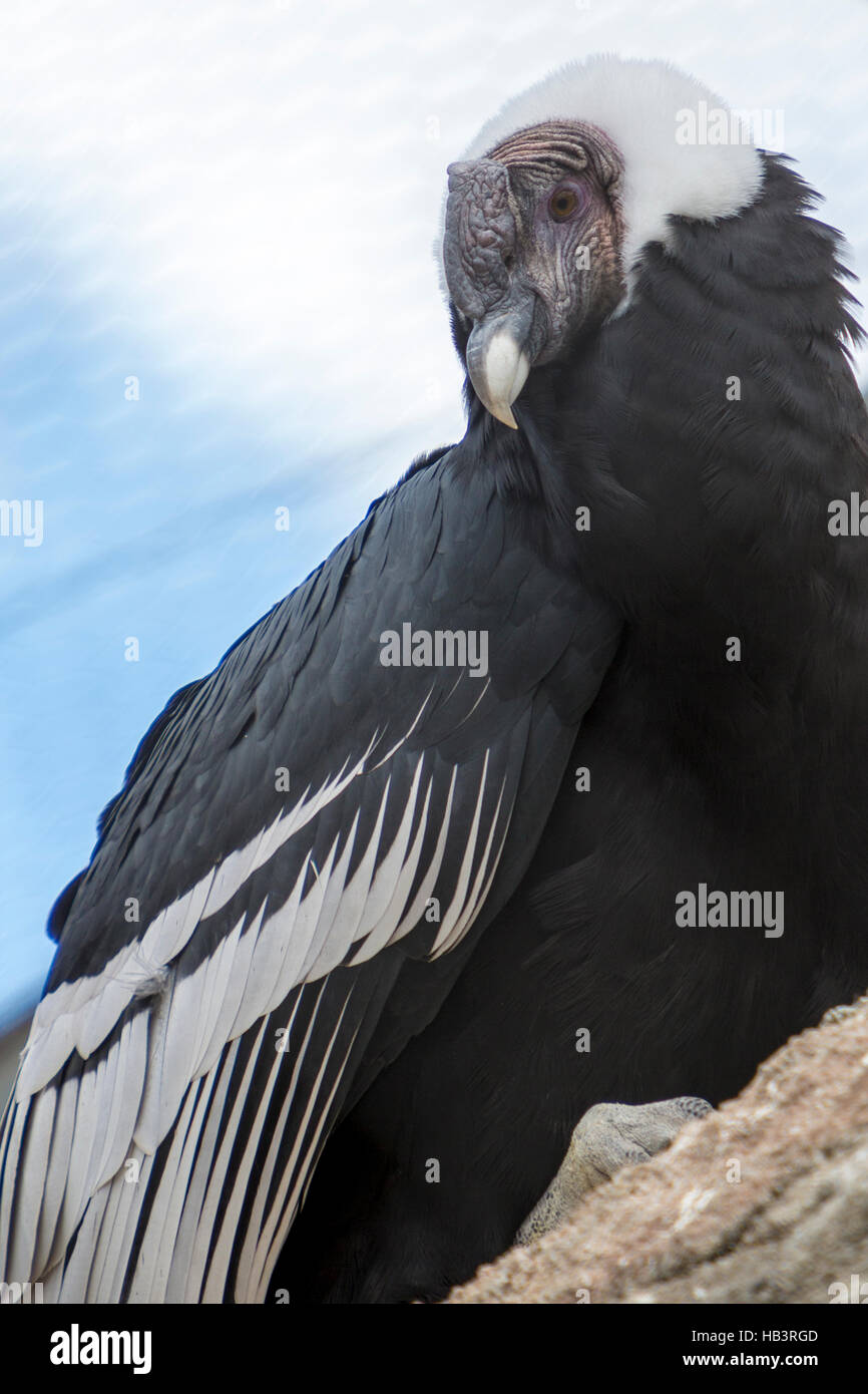 Andean condor sitting on rock against sky background Stock Photo