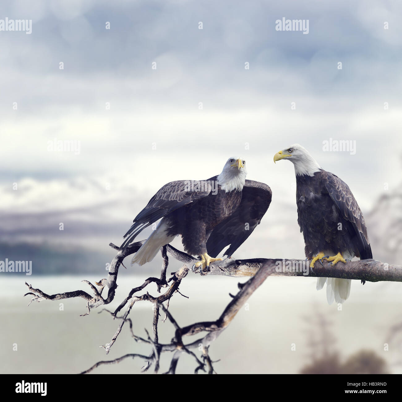 Two Bald Eagles Stock Photo