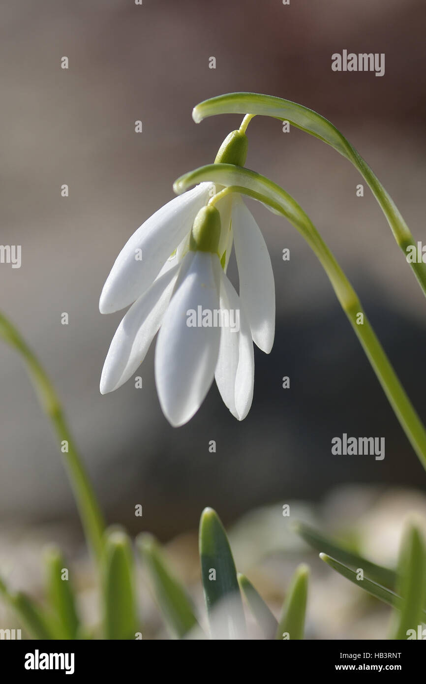 Galanthus nivalis garten hires stock photography and images Alamy