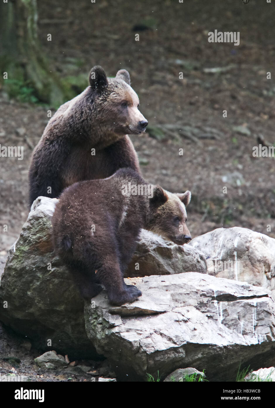 Eurasian Brown Bear (Ursus arctos), a wild mother and cub photographed in Romania. Stock Photo