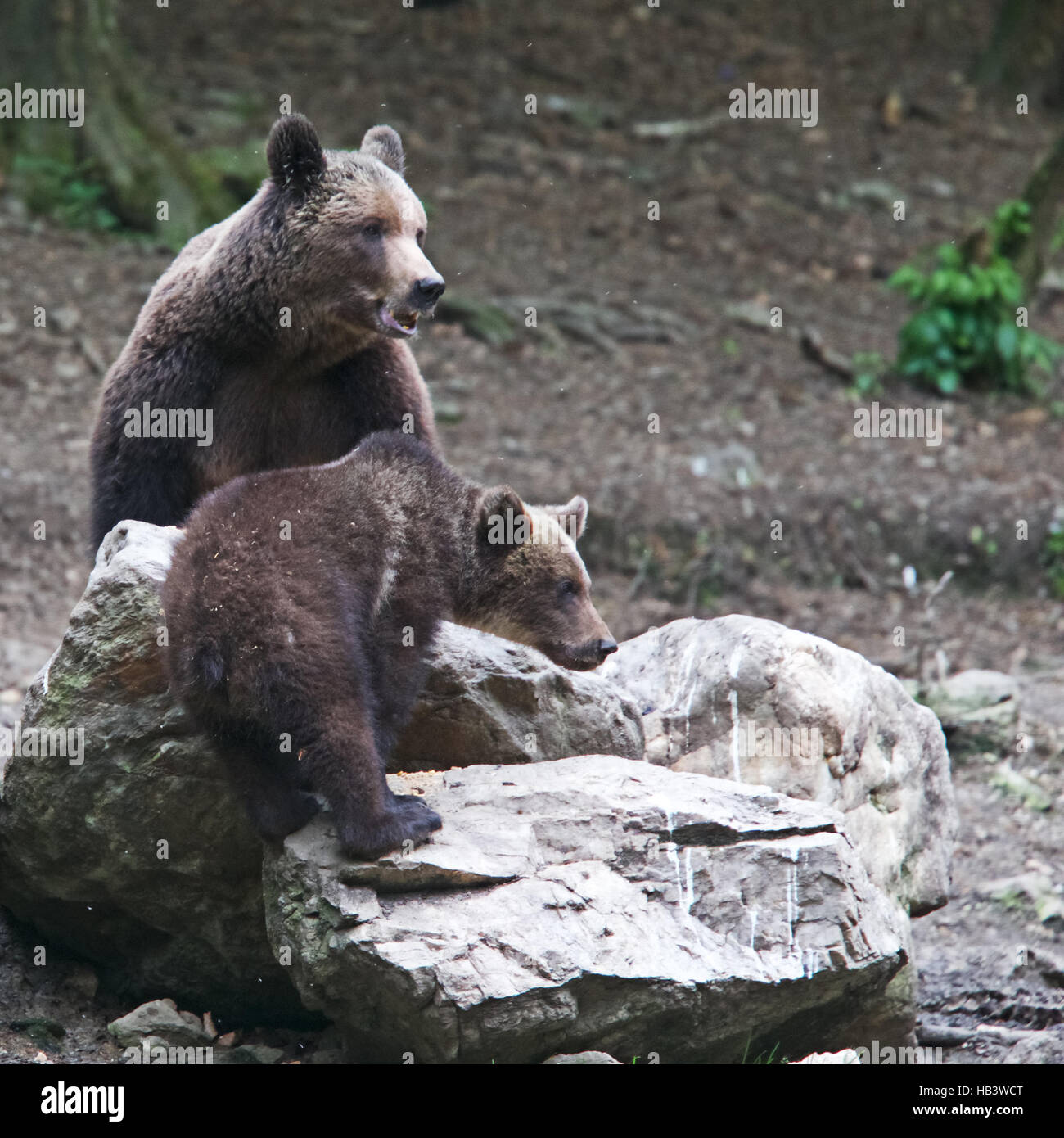 Eurasian Brown Bear (Ursus arctos), a wild mother and cub photographed in Romania. Stock Photo