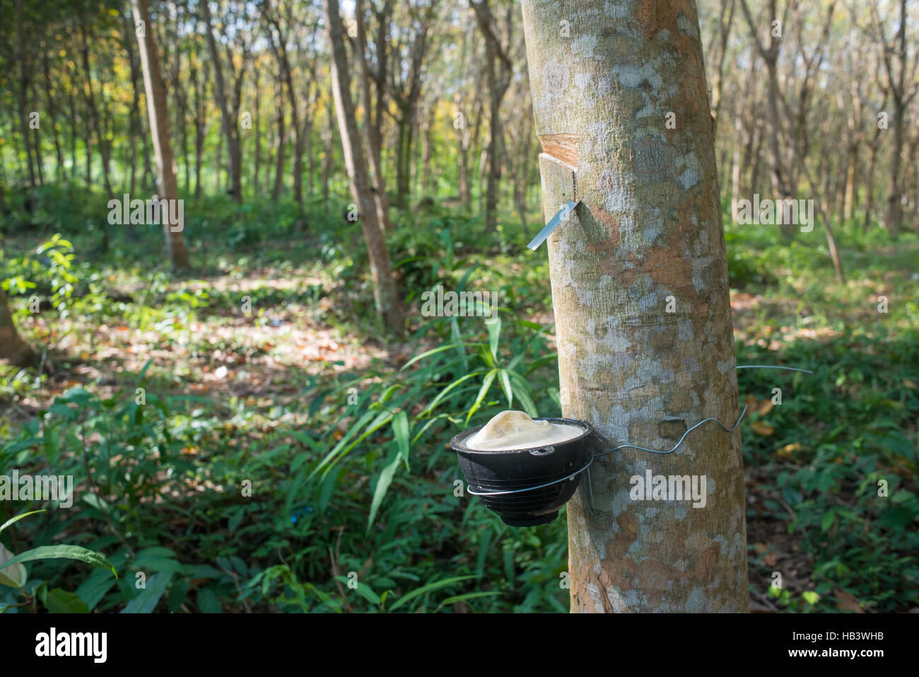 Rubber tree plant hires stock photography and images Alamy