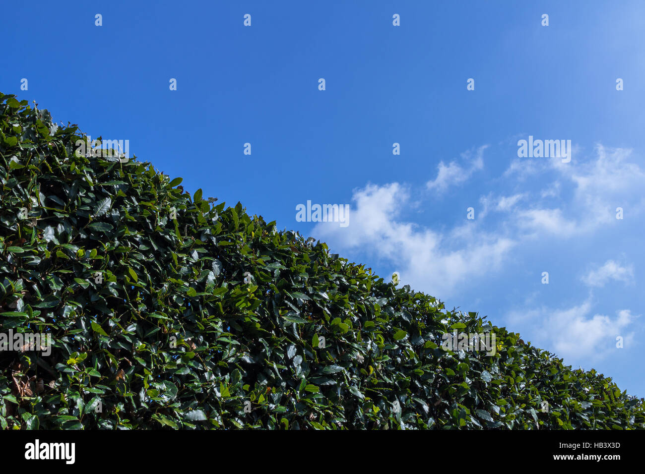 Prune hedge hires stock photography and images Alamy